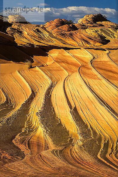 Wellenförmige Muster auf den terrassenförmigen Sandsteinfelsen der Coyote Buttes in der Paria Canyon-Vermilion Cliffs Wilderness; Arizona  Vereinigte Staaten von Amerika