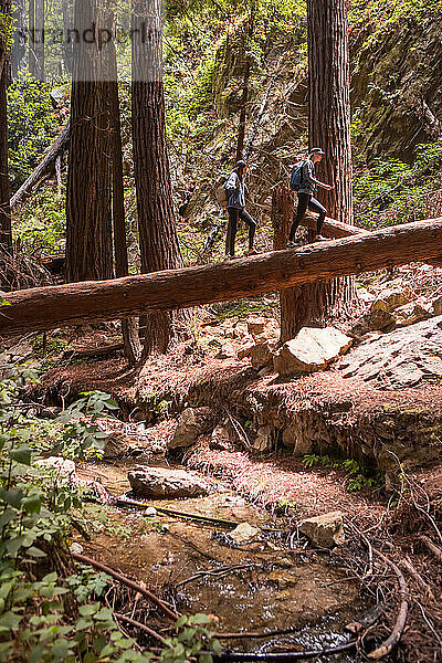 Junge Frauen erkunden einen Redwood-Wald in Kalifornien  USA.