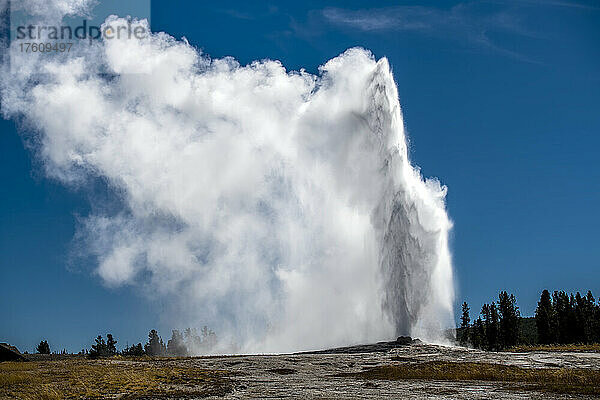 Old Faithful bricht aus der Erdkruste aus und schickt Wasser- und Dampfstrahlen in die Luft vor einem strahlend blauen Himmel  Yellowstone National Park; Wyoming  Vereinigte Staaten von Amerika