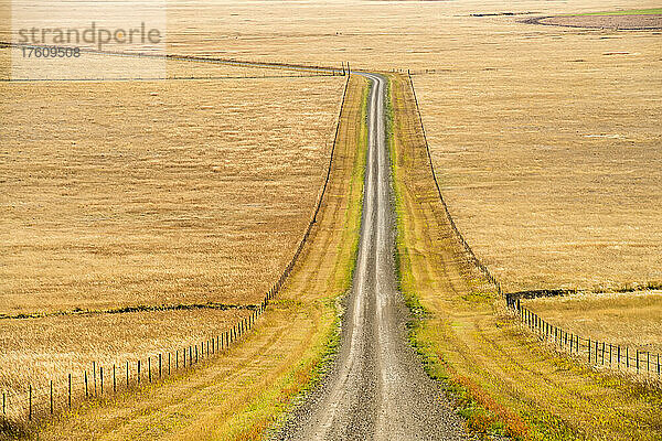 Zaunlinie Landstraße durch das goldene Gras des offenen Bereichs; Montana  Vereinigte Staaten von Amerika