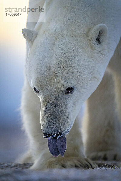 Nahaufnahme eines Eisbären (Ursus maritimus) mit sichtbarer Zunge; Arviat  Nunavut  Kanada