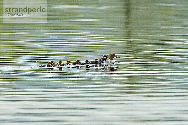 Gänsesäger (Mergus merganser)  Mutter mit ihren Küken  schwimmend in der Donau; Bayern  Deutschland