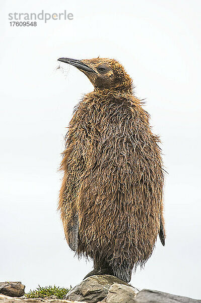 Nahaufnahme eines jungen Königspinguins (Aptenodytes patagonicus)  der auf einem Felsen steht und in die Ferne schaut; Südgeorgien-Insel  Antarktis