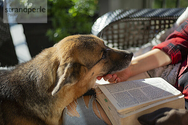 Hund kommt zum Besitzer  um Zuneigung zu bekommen  während er sitzt und die Bibel liest; Kelowna  British Columbia  Kanada