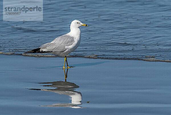 Ringschnabelmöwe (Larus delawarensis) wirft ein Spiegelbild auf den Strand an der Washingtoner Küste; Ilwaco  Washington  Vereinigte Staaten von Amerika