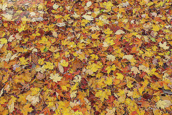 Herbstfarbenes Laub auf dem Boden; Quebec  Kanada