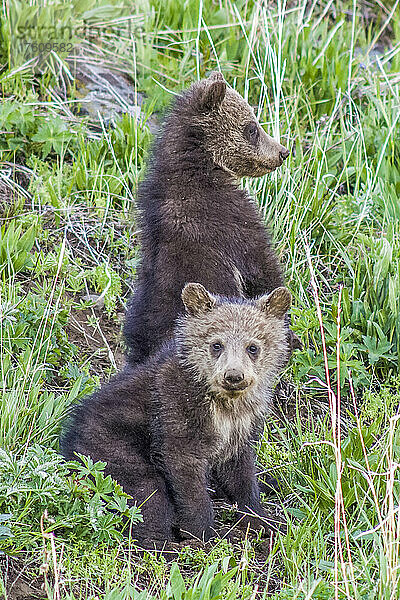 Zwei Braunbärenjunge (Ursus arctos) auf einer grasbewachsenen Wiese  einer sitzt und schaut in die Kamera  der andere steht dahinter und schaut hinaus; Yellowstone National Park  Vereinigte Staaten von Amerika