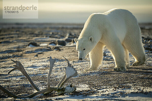 Eisbär (Ursus maritimus) geht an einem Geweih in der Tundra vorbei; Arviat  Nunavut  Kanada