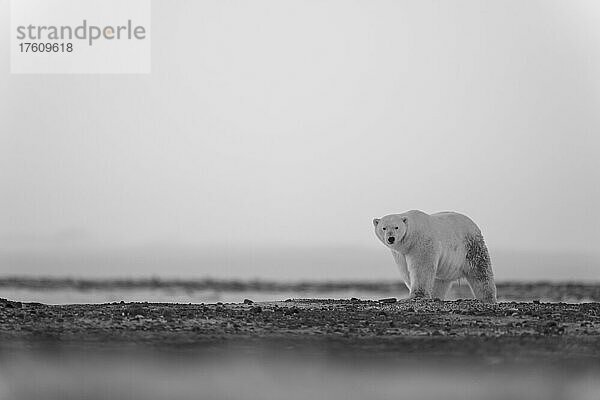 Eisbär (Ursus maritimus) wandert in der Morgendämmerung durch die Tundra; Arviat  Nunavut  Kanada