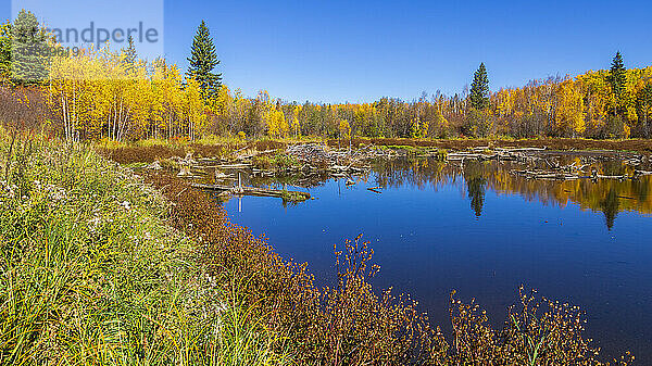 Leuchtende Herbstfarben  die sich in einem Gewässer im Elk Island National Park spiegeln; Alberta  Kanada