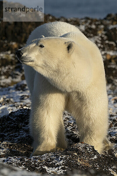 Eisbär (Ursus maritimus) steht und hebt den Kopf nach links; Arviat  Nunavut  Kanada