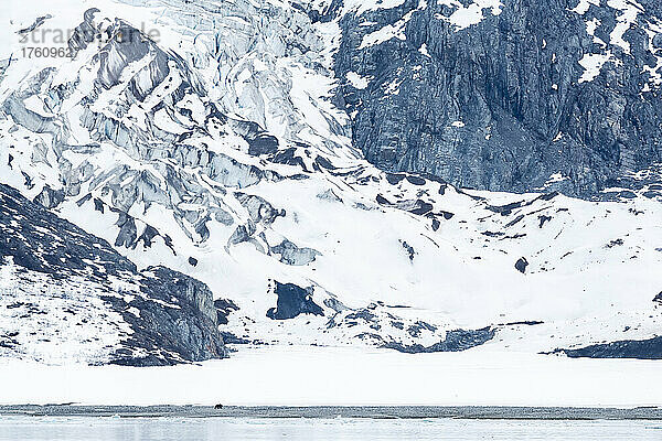 Ein einsamer Braunbär (Ursus arctos) spaziert entlang der Küste vor schneebedeckten Klippen im Glacier Bay National Park; Südost-Alaska  Alaska  Vereinigte Staaten von Amerika