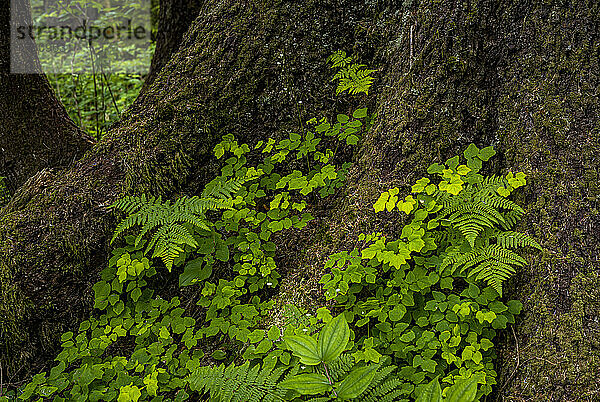 Üppige Pflanzen wachsen auf dem Waldboden in Washington  USA; Chinook  Washington  Vereinigte Staaten von Amerika