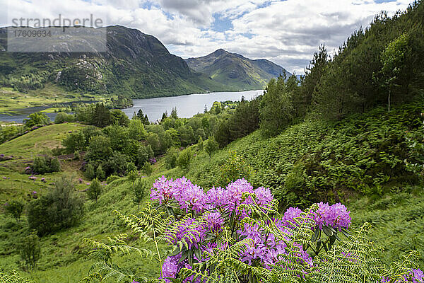Wildblumen bei einer Wanderung in der Nähe von Glenfinnan und dem See Loch Shiel  Schottland; Glenfinnan  Schottland