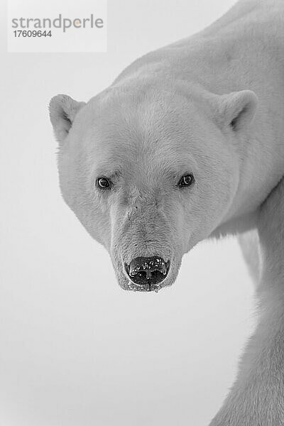 Schwarz-Weiß-Nahaufnahme eines Eisbären (Ursus maritimus)  der in die Kamera schaut; Arviat  Nunavut  Kanada