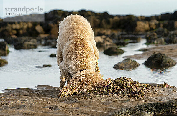 Ein blonder Kakadu-Hund gräbt im Sand an einem Strand am Wasser; Whitburn  Tyne and Wear  England