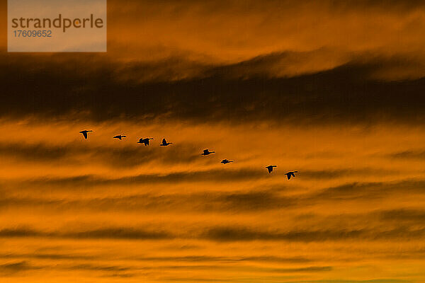 Kanadagänse fliegen über einen dramatischen Abendhimmel; Kent Island  Maryland.