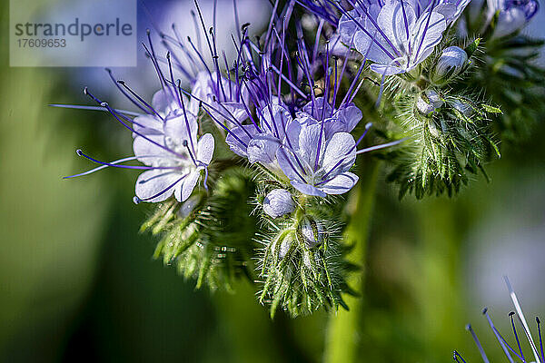 Blühende Phacelia-Blüten in einem Blumengarten in Oregon; Oregon  Vereinigte Staaten von Amerika