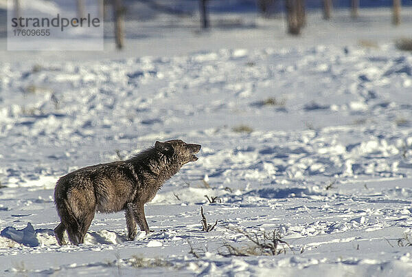 Ein schwarzer Wolf (Canis lupus) steht auf einem schneebedeckten Feld und heult an einem sonnigen Tag im Yellowstone National Park in Wyoming  Vereinigte Staaten von Amerika  in die Ferne.