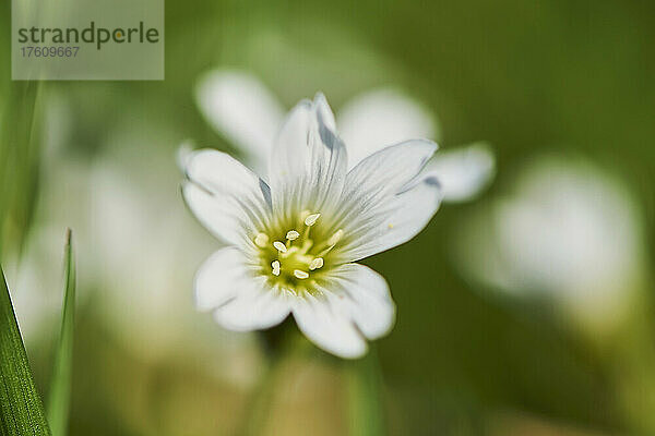 Blühendes Acker-Hornkraut (Cerastium arvense); Bayern  Deutschland