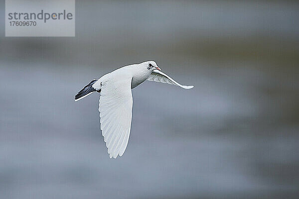 Lachmöwe (Chroicocephalus ridibundus) im Wintergefieder  im Flug; Oberpfalz  Bayern  Deutschland