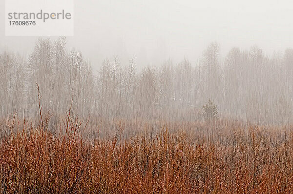 Rote Herbstfärbung eines Feldes mit kahlen Weidensträuchern (Salix) mit wehendem Schnee und der Silhouette von Bäumen im Hintergrund an einem bewölkten Tag; Grand Teton National Park  Wyoming  Vereinigte Staaten von Amerika