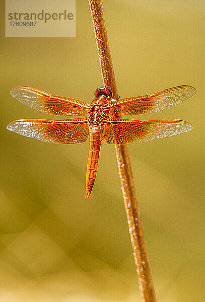 Orangefarbene Libelle  Flammenlibelle (Libellula saturata)  auf einem Stock sitzend; Vereinigte Staaten von Amerika