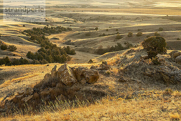 Blick auf die goldenen Hügel mit kleinen Blausträuchern (Schizachyrium scoparium) und Rocky-Mountain-Wacholder (Juniperus scopulorum)  die über das Grasland der Murphy Ranch in Meade County bei Sonnenuntergang verstreut sind; South Dakota  Vereinigte Staaten von Amerika