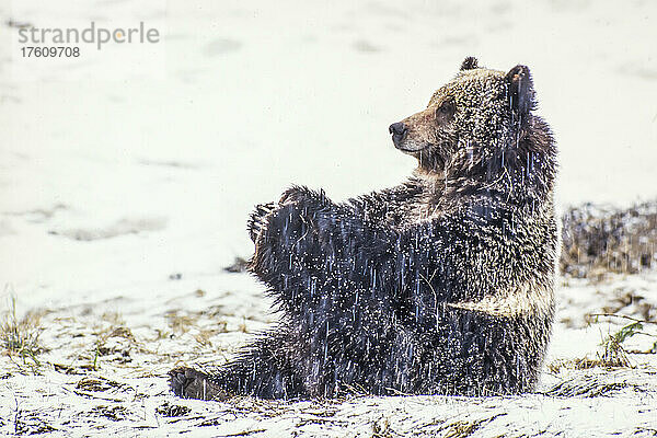 Braunbär (Ursus arctos)  der auf dem Boden im Schnee sitzt und mit den Zehen spielt; Yellowstone National Park  Wyoming  Vereinigte Staaten von Amerika