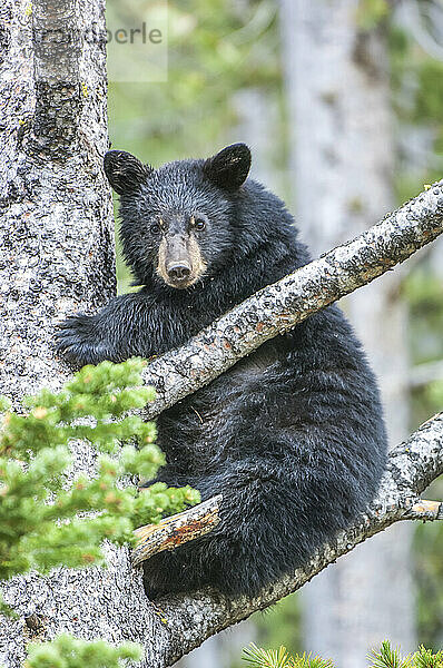 Porträt eines amerikanischen Schwarzbärenjungen (Ursus americanus)  der in die Kamera schaut und auf einen Baum im Yellowstone National Park klettert. Der Amerikanische Schwarzbär ist eine von acht Bärenarten auf der Welt und eine von drei auf dem nordamerikanischen Kontinent; Wyoming  Vereinigte Staaten von Amerika