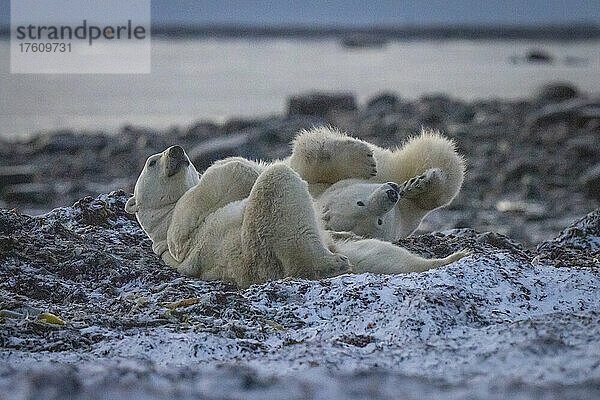 Eisbären (Ursus maritimus) wälzen sich im Seetang; Arviat  Nunavut  Kanada