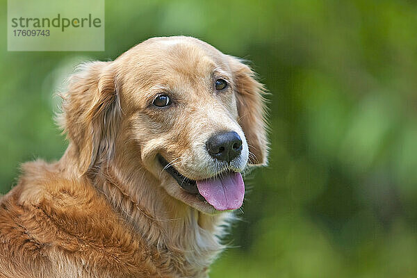Golden Retriever Hund Porträt; Paia  Maui  Hawaii  Vereinigte Staaten von Amerika
