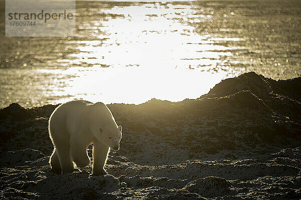 Der beleuchtete Eisbär (Ursus maritimus) wandert entlang der felsigen Küste; Arviat  Nunavut  Kanada