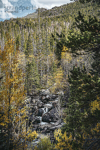 Natürliche Schönheit in der Wildnis mit Herbstfarben im Wald und Wasserfällen über Felsen  Rocky Mountain National Park; Colorado  Vereinigte Staaten von Amerika