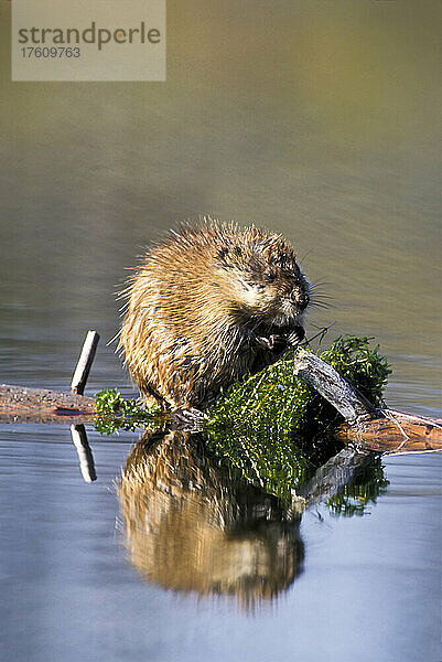 Nahaufnahme einer Bisamratte (Ondatra zibethicus)  die auf einem Baumstamm im Wasser sitzt und sich von Wasserpflanzen ernährt; Vereinigte Staaten von Amerika