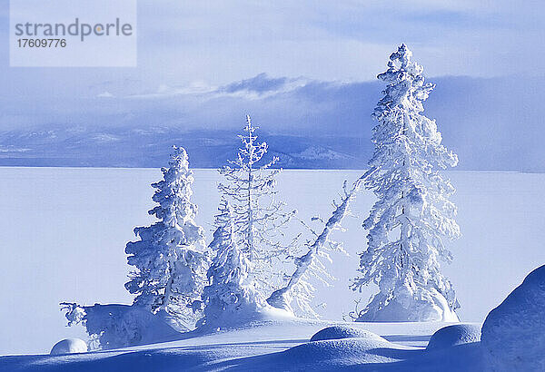 Frostbedeckte Bäume und Schneekissen entlang des Westufers des Yellowstone Lake und des West Thumb Geysir Basin; Vereinigte Staaten von Amerika