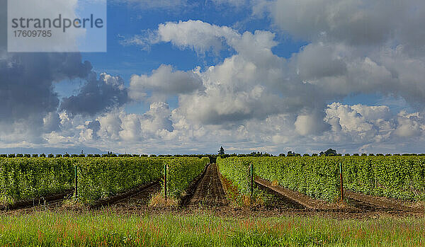 Reihen von Himbeerpflanzen auf einem Feld  Farmland; Abbotsford  British Columbia  Kanada