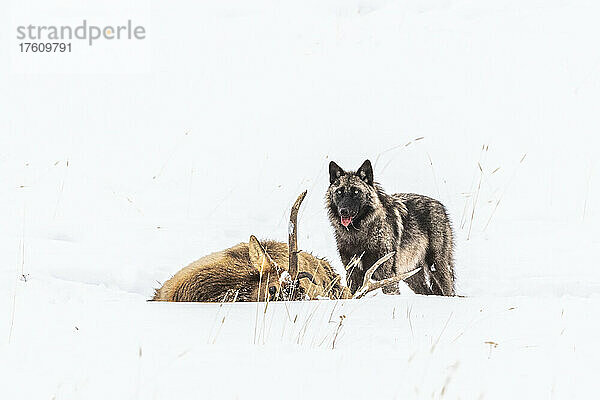 Ein schwarz-grauer Wolf (Canis lupus) steht neben seiner Beute  einem toten Elch (Cervus canadensis)  in einem schneebedeckten Feld; Yellowstone National Park  Vereinigte Staaten von Amerika