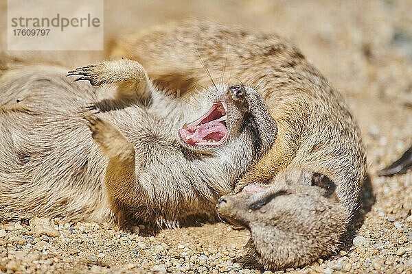 Zwei Erdmännchen (Suricata suricatta) auf dem Boden liegend  eines gähnend und eines schlafend  gefangen; Bayern  Deutschland