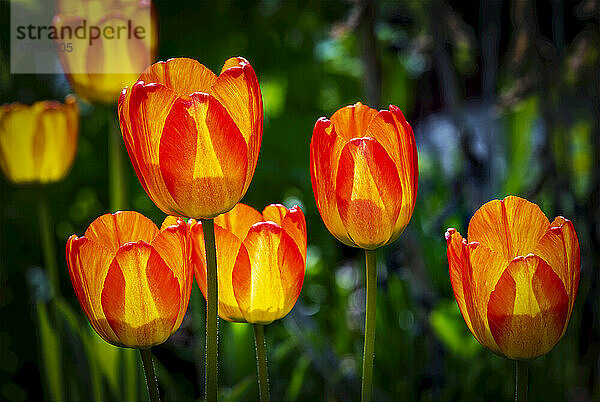 Eine Gruppe von bunten Tulpen in einem Blumengarten; Calgary  Alberta  Kanada