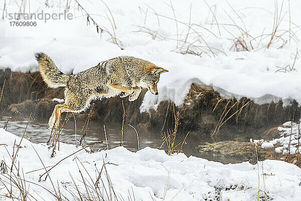 Kojote (Canis latrans) springt im Schnee am Rande eines Gewässers im Yellowstone National Park; Vereinigte Staaten von Amerika