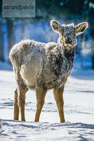 Nahaufnahme eines acht Monate alten Elchkälbchens (Cervus canadensis)  dessen Fell mit sonnenbeschienenen  frostigen Schneekristallen bedeckt ist  nachdem es im Winter durch die dampfige Luft des Upper Geyser Basin gelaufen ist  Yellowstone National Park; Wyoming  Vereinigte Staaten von Amerika