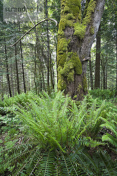 Farne und Wald in Woodland Gardens  Courtenay  British Columbia  Kanada