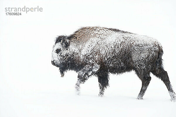 Schneebedeckter amerikanischer Bison (Bison bison)  der im Winter durch den Schnee stapft und über die Felder streift  Yellowstone National Park; Wyoming  Vereinigte Staaten von Amerika