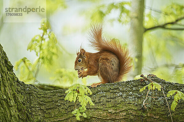 Rotes Eichhörnchen (Sciurus vulgaris) auf einem Ast  der eine Nuss frisst; Bayern  Deutschland