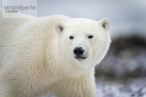 Nahaufnahme eines Eisbären (Ursus maritimus)  der geht und den Kopf dreht; Arviat  Nunavut  Kanada