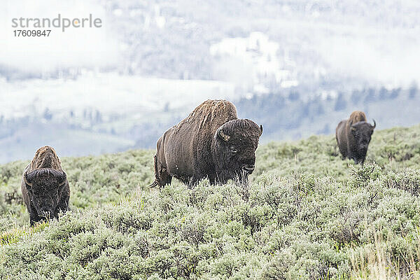 Herde amerikanischer Bisons (Bison bison)  die auf dem Salbeibusch (Artemisia tridentata) im Yellowstone National Park grasen; Vereinigte Staaten von Amerika