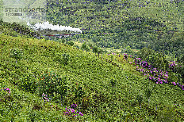 Der durch die Harry-Potter-Filme berühmt gewordene Jacobite Train fährt über das Glenfinnan-Viadukt in Glenfinnan  Schottland; Glenfinnan  Inverness-shire  Schottland