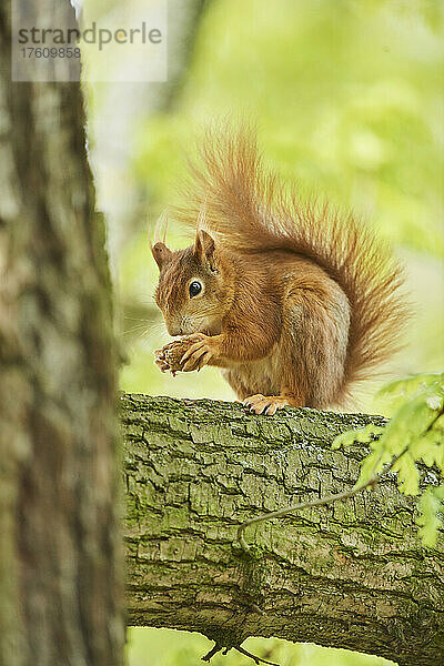 Rotes Eichhörnchen (Sciurus vulgaris) auf einem Ast  der eine Nuss frisst; Bayern  Deutschland