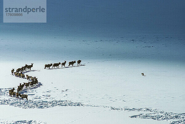 Elch (Cervus canadensis)  der in einer gekrümmten Linie über die schneebedeckten Felder zieht  während ein Kojote (Canis latrans) den aufgewühlten Schnee auf der Oberfläche nach Feldmäusen absucht  Yellowstone National Park; Wyoming  Vereinigte Staaten von Amerika